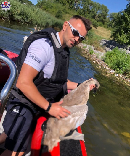 Policjant z Nielisza i ratownik WOPR uratowali młodego łabędzia